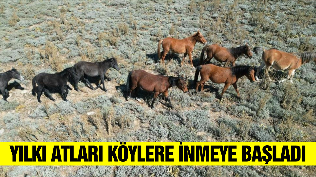 Afyonkarahisar'da yılkı atları köylere sürü halinde indi