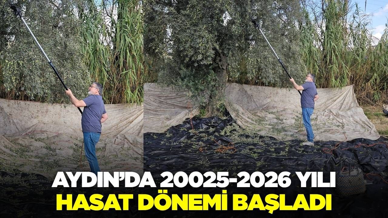 Aydın’da zeytin hasadı başladı