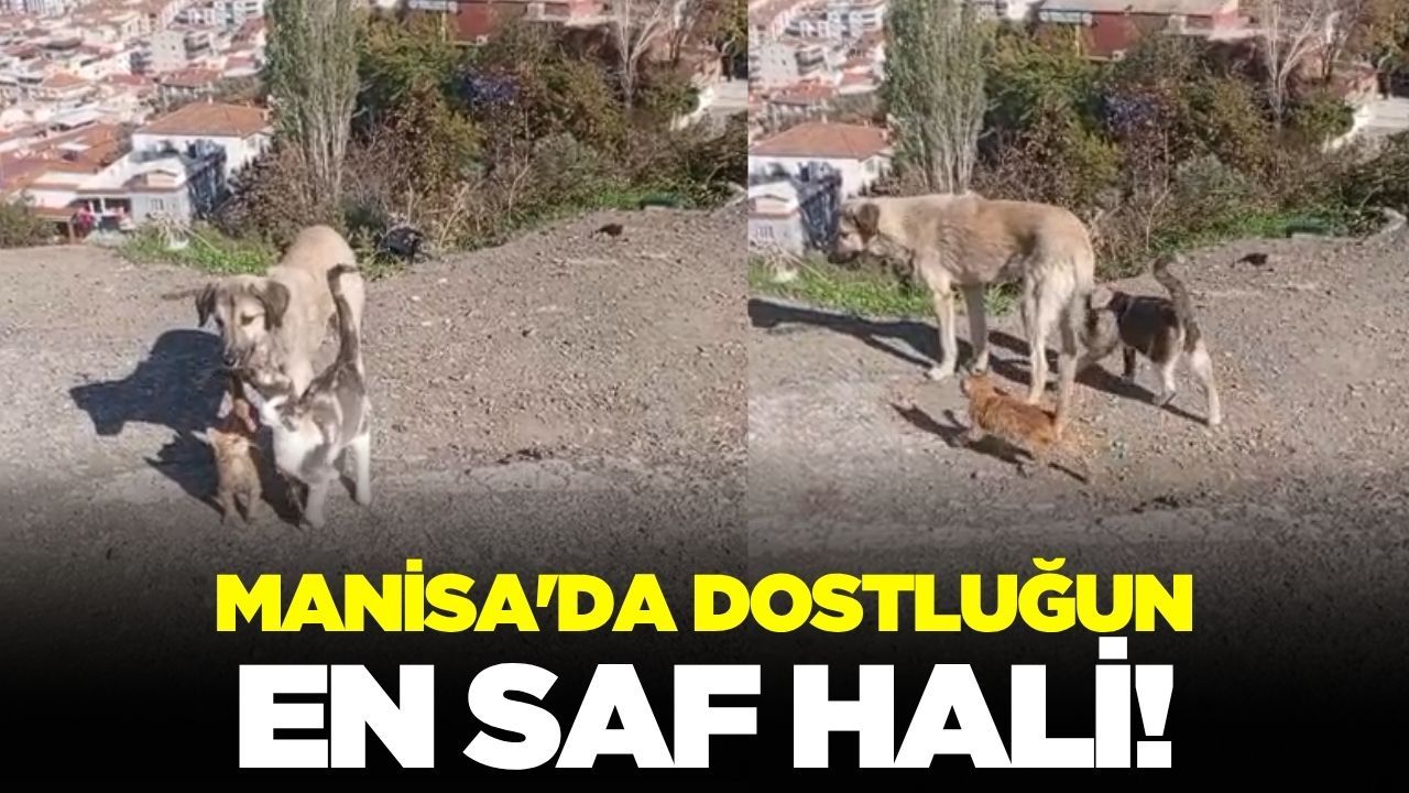 Dostluğun En Saf Hali Manisa'da: Kedi ve Köpeğin Şaşırtan Görüntüleri Kamerada!