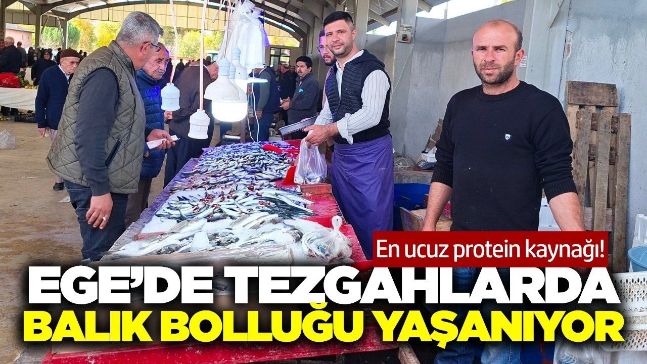 Ege'de balık bollaşınca fiyatlar aşağıya geldi