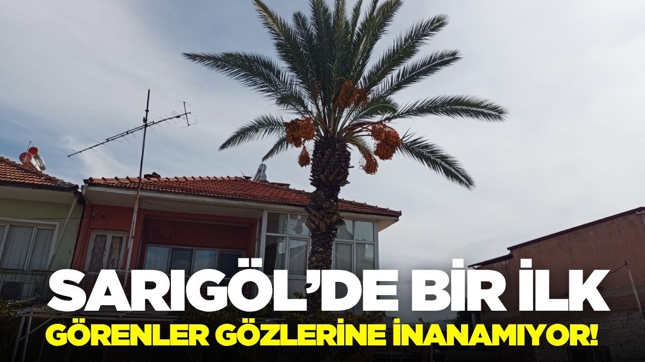 Sarıgöllülerin dönüp dönüp baktığı o ağaç!