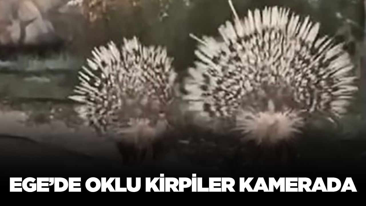 Ege'de oklu kirpiler görüntülendi!
