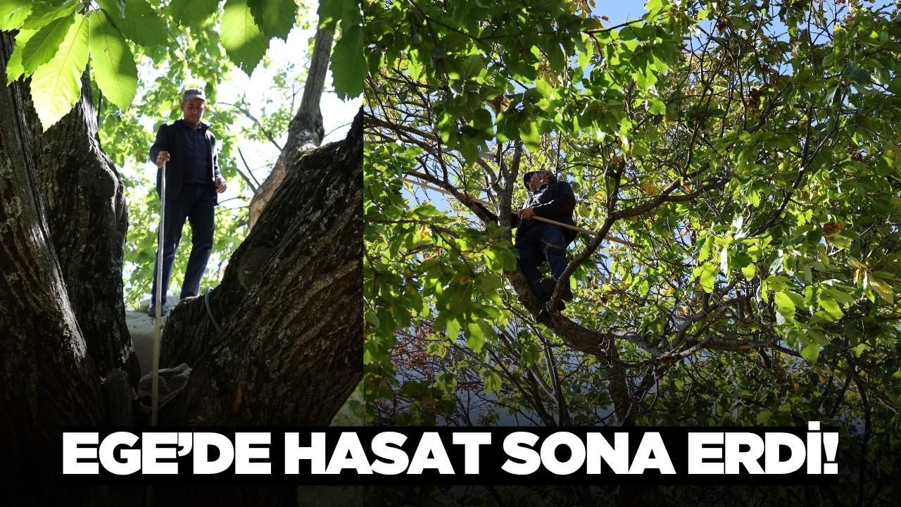 Aydın'da kestane sezonu sona erdi