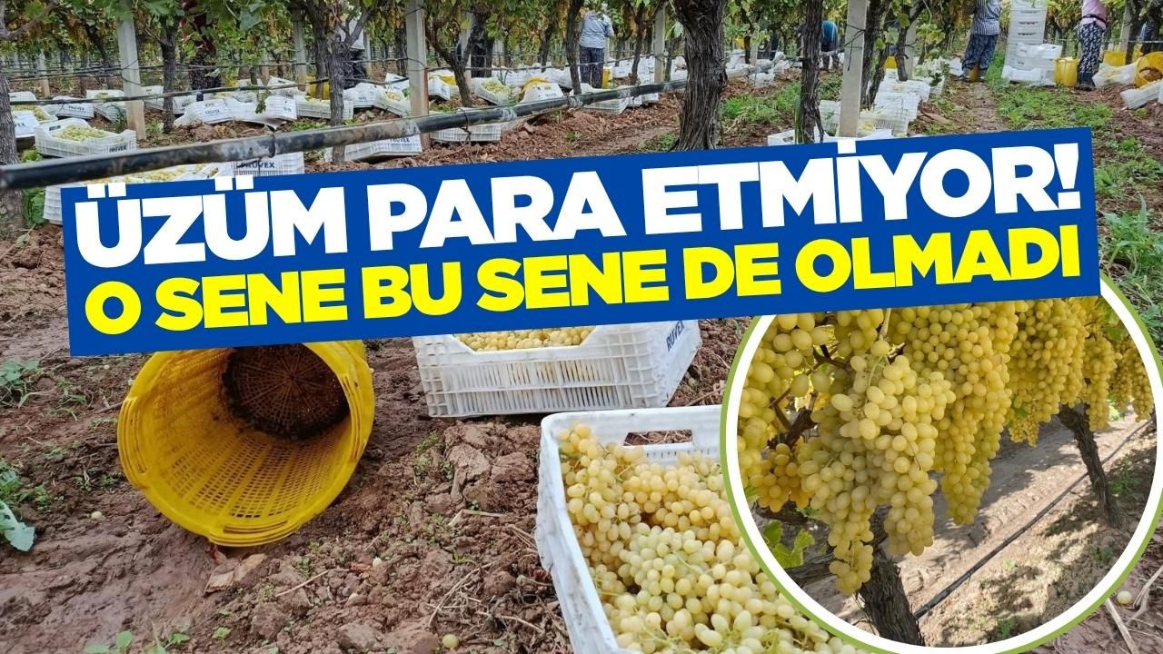 Sarıgöl'de üzümcüler tedirgin! Fiyat düşük kesim yok