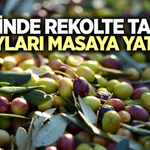 Manisa'nın 17 ilçesinde zeytinde rekolte seferberliği