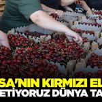 Salihli'nin Napolyon Kirazı'na 45 kere maşallah vurgusu!