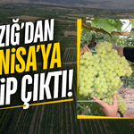 Üzümün başkenti Manisa'ya rakip çıktı!