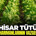 Müdürlükten Akhisar Tütünü'ne "45 Kere Maşallah"