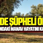 İzmir'de acı olay: Zeytinlik alanda ölü bulundu