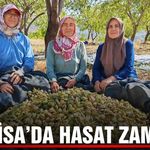 Manisa'da badem hasadı başladı