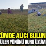 Sarıgöl'de fiyat belirsizliği üreticiyi vurdu