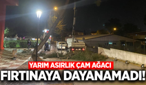 Alaşehir’de fırtına 50 yıllık çam ağacını devirdi!