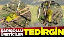 Sarıgöl'de üreticiler tedirgin: Bağlarda erken uyanış