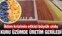 Kuru üzümde üretim alarmı: Büyük düşüş yaşandı