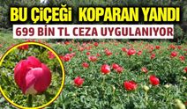 Manisa Spil Dağı’nda görsel şölen: Şakayıklar çiçek açtı