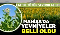 Ege’de tütün sezonu açıldı: Denizli ve Manisa’da yevmiyeler belli oldu