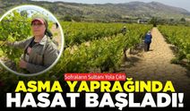 Buldan'da hasat başladı: "Damarsız ve çok taze"