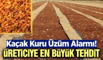 Kuru üzüm sektöründe kaçak alarmı: TARİŞ'ten denetim çağrısı