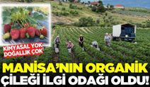 Ne kimyasal var ne pestisit: Manisa'nın sertifikalı çileği