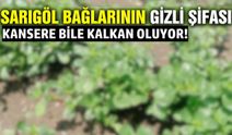 Sarıgöl bağlarında yetişen şifa otu: Kansere bile iyi geliyor