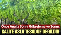 Sarıgöl'de kaliteli üzüm yetiştirmenin sırrı bilimden geçiyor