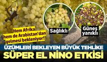 Uzmanlar 45 dereceyi işaret ediyor! Üzümleri yine afet mi bekliyor?