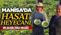 Manisa'da bamya hasadı heyecanı!