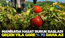 Manisa'da Salçalık Domates Hasadı Başladı