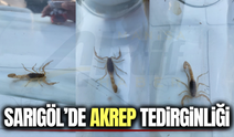Sarıgöl'de korku dolu anlar! Odada akrep yakaladılar