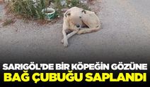 Sarıgöl'de yürek burkan olay: Köpeğin gözüne bağ çubuğu saplandı