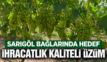 Sarıgöl'ün sultaniye üzümünde hasat öncesi yoğun mesai!