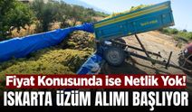 Iskarta üzüm alımı başlıyor! Gayriresmi sezon başlangıcı