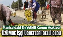 Manisa’da 2026 yılı üzüm işçiliği ücretleri belli oldu