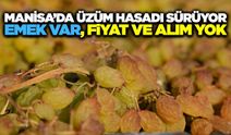 Manisa’da Üzüm Hasadı Hız Kesmiyor! Bağlar Doldu, Sergiler Sarardı