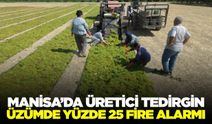 Manisa'da üzüm hasadı sürüyor: Yüzde 25 fire endişesi