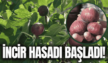 Demirci'nin incirinde hasat mesaisi!