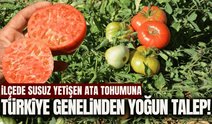Manisa'da susuz yetişen ata tohumuna yoğun talep!