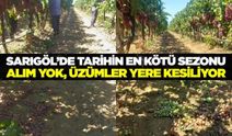 Sarıgöl'de üzüm üreticisi kara sezon yaşıyor! Üzüm salkımlara yere kesiliyor