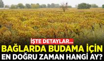 Bağlarda doğru budama gelecek sezonun kaderini belirliyor
