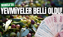 Manisa'da zeytin hasadında yevmiyeler belli oldu!