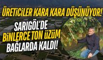 Sarıgöl'de hasat gecikti: Binlerce ton üzüm bağlarda kaldı!