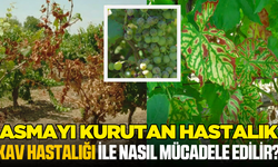 Kav Hastalığı Nedir? Bağda Kav Hastalığı Mücadelesi Nasıl Yapılır?