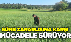 Afyonkarahisar'da süneye karşı kapsamlı mücadele başladı