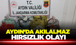Aydın'da Zeytin Bahçesinde Hırsızlık Olayı