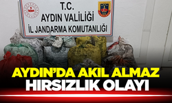 Aydın'da Zeytin Bahçesinde Hırsızlık Olayı