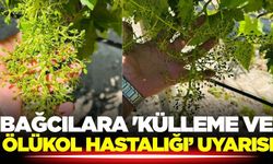 Bağlarda külleme ve ölükol hastalığı