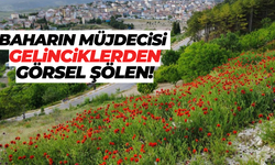Baharın müjdecisi gelincikler Demirci'yi sardı!