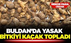 Denizli'de yasak bitki avcısı yakalandı
