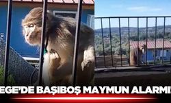 Ege'de maymun alarmı