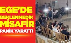 Ege'de davetsiz misafir panik yarattı